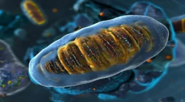 دراسة 2025 تكشف دور الريبوسومات كحساسات أولية للضغط الخلوي